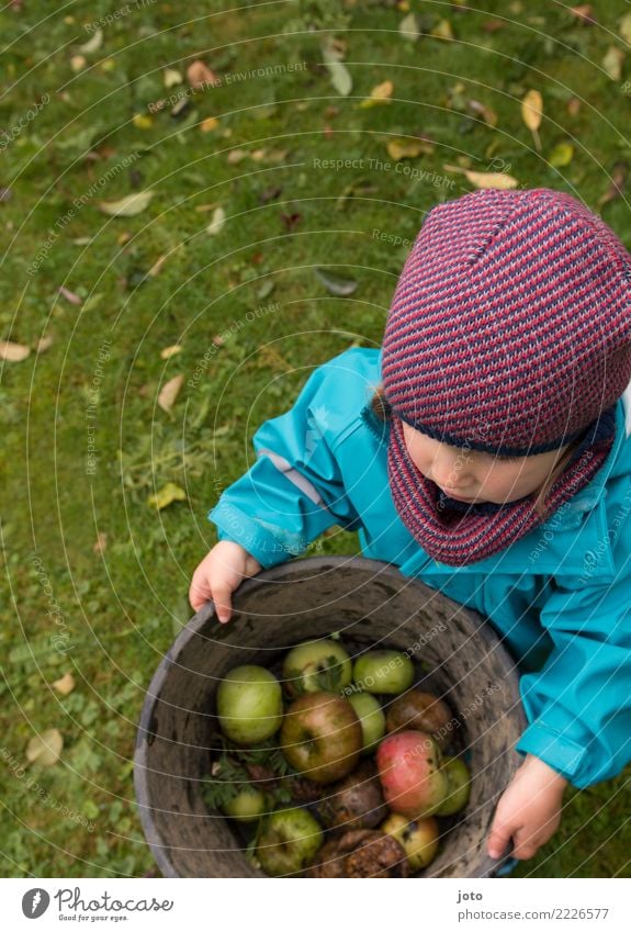 Äpfel einsammeln Frucht Apfel Bioprodukte Freude Gesunde Ernährung Zufriedenheit Kinderspiel Garten lernen Kleinkind 1-3 Jahre Herbst Blatt Wiese Mütze tragen