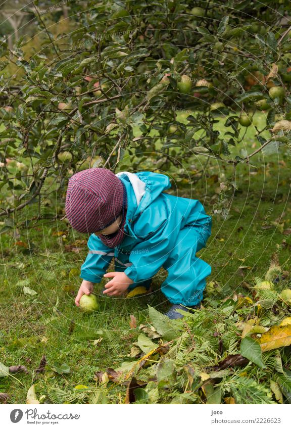 Apfel gefunden Bioprodukte Freude Gesunde Ernährung Zufriedenheit Kinderspiel Ausflug Garten Erntedankfest lernen Kleinkind 1-3 Jahre Herbst Blatt Wiese