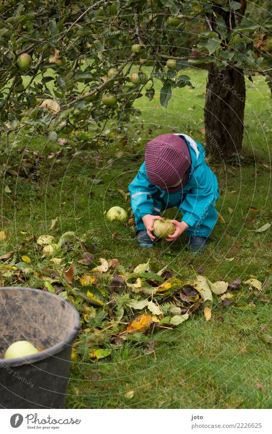 aufheben Apfel Freude Gesunde Ernährung Kinderspiel Garten lernen Gartenarbeit Kleinkind 1-3 Jahre Herbst Blatt Wiese Gummistiefel Mütze entdecken niedlich