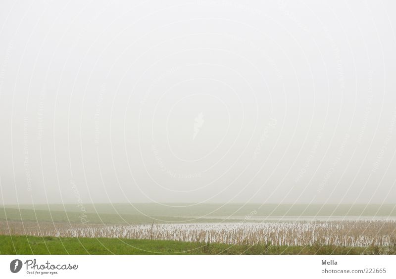 Sichtweite unter 100 m Umwelt Natur Landschaft Klima Wetter Nebel Wiese Teich See natürlich trist grau grün Einsamkeit Idylle Halm Stengel flach trüb ruhig