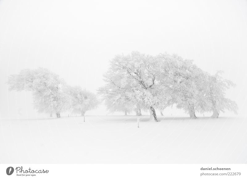 so, wer hat noch keinen Schnee ?? Winter Umwelt Natur Landschaft Klima Wetter Wind Nebel Eis Frost Baum hell weiß Schwarzwald Monochrom Gedeckte Farben