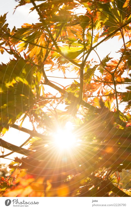 Herbstsonne Natur Schönes Wetter Baum Blatt Garten Park hell Wärme achtsam ruhig Energie Erholung Farbe Hoffnung Idylle Perspektive Sinnesorgane Umwelt Wachstum