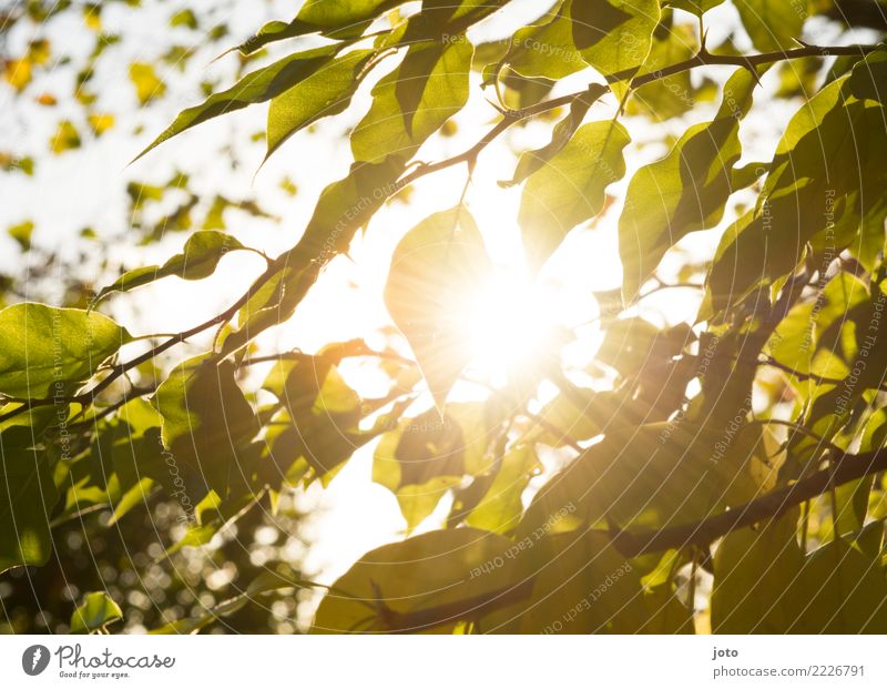 Transparente Blätter Erholung ruhig Garten Umwelt Natur Herbst Schönes Wetter Wärme Baum Blatt Park Wachstum hell grün achtsam Energie Idylle Perspektive