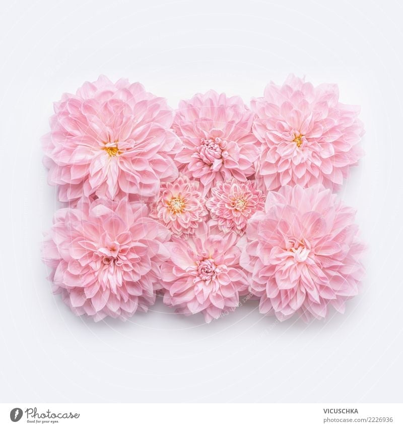 Pastell rosa Blumen layout Stil Design Feste & Feiern Valentinstag Muttertag Hochzeit Geburtstag Natur Pflanze Dekoration & Verzierung Blumenstrauß Zeichen