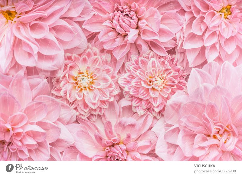 Pastell rosa Blumen Hintergrund Stil Design Feste & Feiern Valentinstag Muttertag Hochzeit Geburtstag Natur Pflanze Blatt Blüte Dekoration & Verzierung