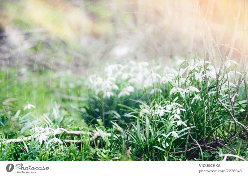 Schneeglöckchen. Erste Frühlingsboten im Garten Design Winter Natur Pflanze Schönes Wetter Blume Park Hintergrundbild Frühlingsgefühle aufwachen Jahreszeiten