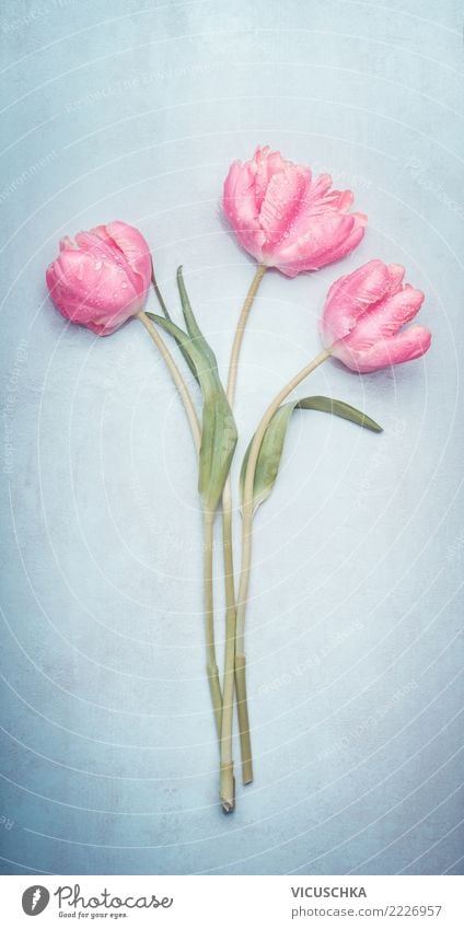 Tulpen Blumenstrauß Stil Design Feste & Feiern Valentinstag Muttertag Hochzeit Geburtstag Natur Pflanze Frühling Blatt Blüte Dekoration & Verzierung blau rosa