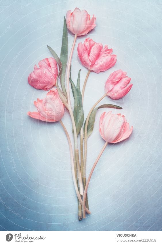 Tulpenbündel in der Pastellfarbe auf Blau Stil Design Feste & Feiern Valentinstag Muttertag Hochzeit Geburtstag Pflanze Frühling Blume Blüte