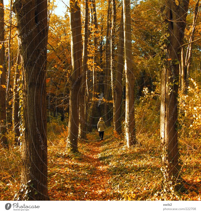 Holzweg Spaziergang Spazierweg Mensch Frau Erwachsene 1 Umwelt Natur Landschaft Pflanze Erde Herbst Klima Wetter Schönes Wetter Baum Sträucher Wald Wege & Pfade