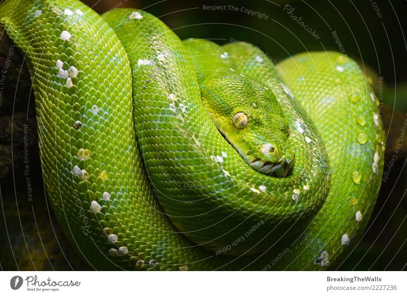 Grüner Baum Python (Morelia Viridis) zumachen Natur Tier Wildtier Schlange Tiergesicht Zoo Aquarium Grüner Baumpython Boas Reptil Echsenauge 1 hängen Blick