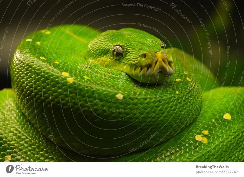 Grüner Baum Python (Morelia Viridis) zumachen Natur Tier Wildtier Schlange Tiergesicht Zoo Aquarium Grüner Baumpython Boas Reptil Echsenauge Auge 1 hängen Blick