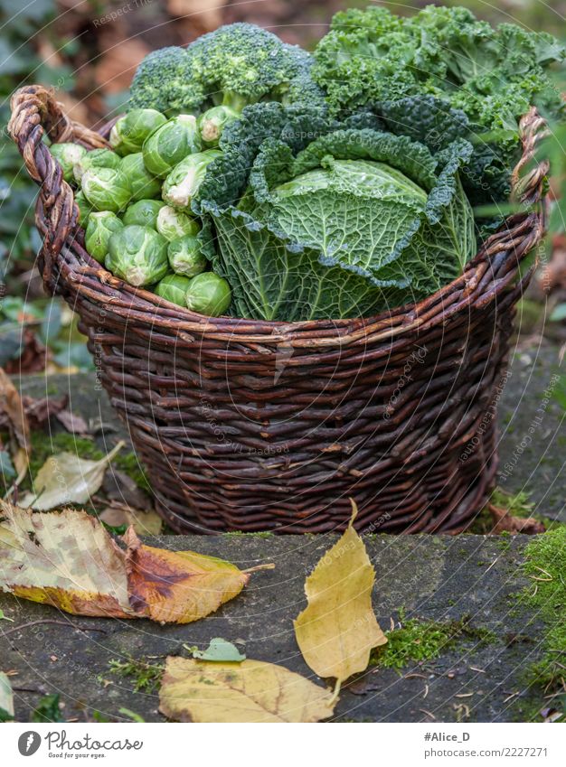 Herbstseason regional Gemüsekorb Lebensmittel Wirsing Rosenkohl Brokkoli Grünkohl Ernährung Bioprodukte Diät Gesundheit Winter Garten frisch lecker nachhaltig