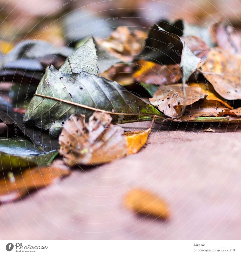 langsam Kraft verlieren Pflanze Herbst Blatt Herbstlaub Garten Wald fallen liegen dehydrieren alt natürlich trist braun grau rosa Akzeptanz Mitgefühl