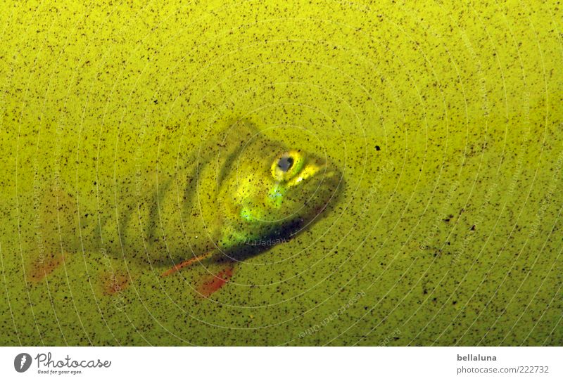 Im Trüben fischen! - HAPPY BIRTHDAY PHOTOCASE!!! Tier Fisch Aquarium 1 trüb Wasser Farbfoto mehrfarbig Innenaufnahme Tag Licht Unschärfe Blick in die Kamera