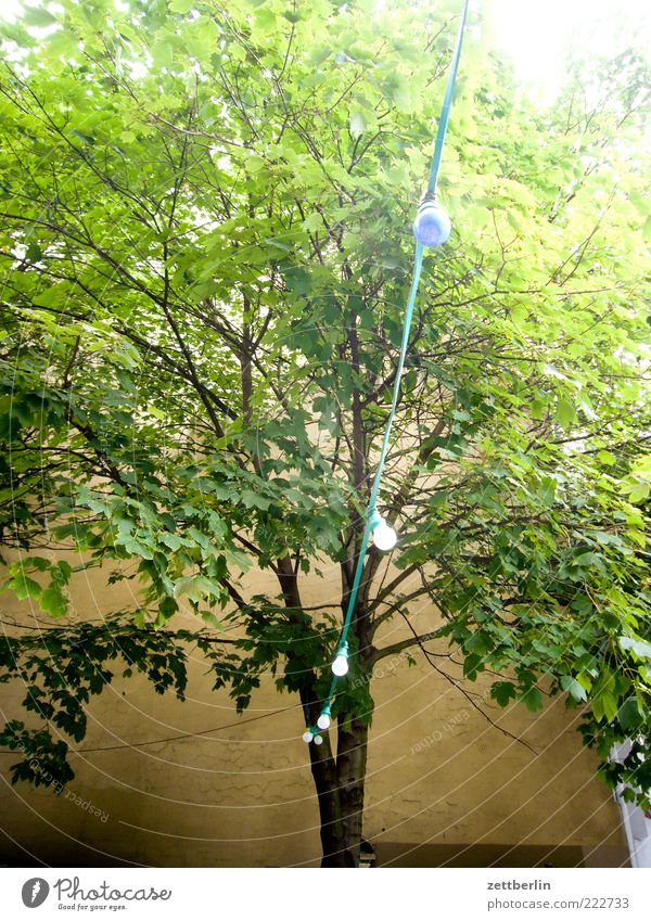 Damals, im Sommer Umwelt Natur Baum Grünpflanze Oktober Ast Zweig Blatt Lichterkette Farbfoto Außenaufnahme Detailaufnahme Menschenleer Tag Sonnenlicht