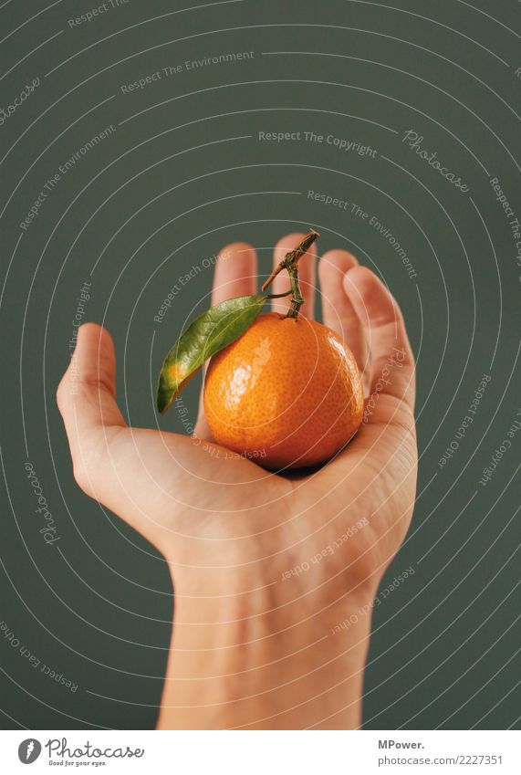südfrucht Lebensmittel Hand festhalten gepflückt Frucht orange Blatt Vitamin Gesunde Ernährung lecker Bioprodukte Farbfoto Studioaufnahme Menschenleer