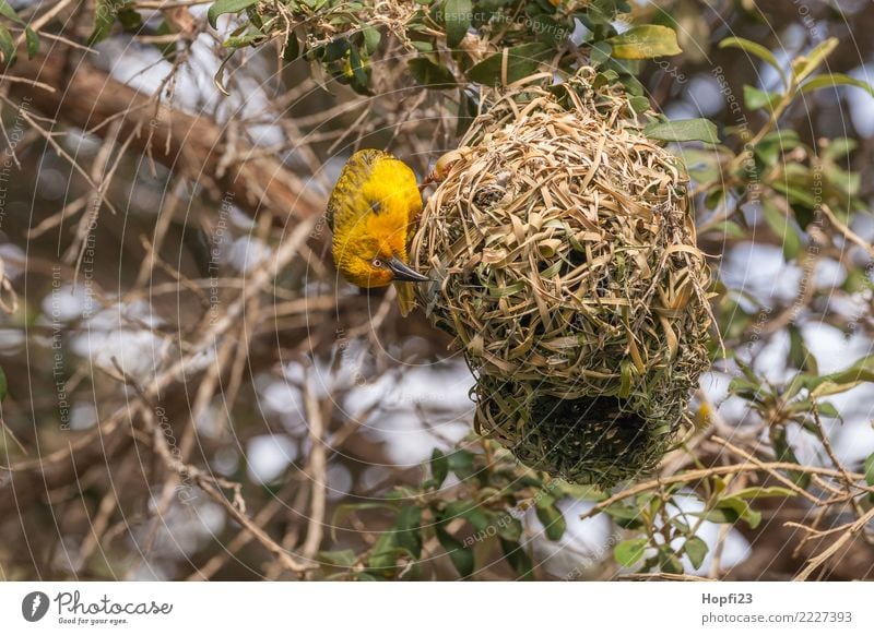 Gelber Webervogel beim Nestbau Natur Tier Sonne Frühling Schönes Wetter Baum Gras Vogel Flügel 1 Brunft bauen rennen gebrauchen Häusliches Leben braun gelb grün