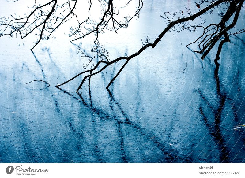 Frostig Wasser Winter Eis Baum Ast Teich gruselig Trauer Angst unheimlich Farbfoto Außenaufnahme Textfreiraum unten Reflexion & Spiegelung Wasserspiegelung