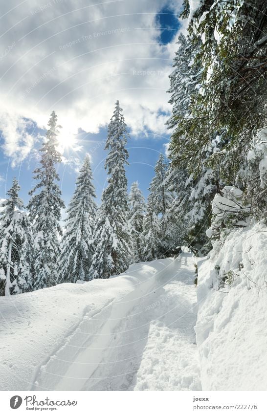 Rudi komm raus Natur Luft Sonne Sonnenlicht Winter Wetter Schönes Wetter Schnee Baum Wege & Pfade blau grün weiß Berchtesgadener Alpen Farbfoto mehrfarbig