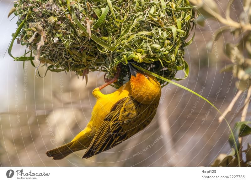 Gelber Webervogel beim Nestbau Natur Tier Sonne Frühling Schönes Wetter Baum Gras Vogel Flügel 1 Brunft bauen rennen gebrauchen Häusliches Leben braun gelb grün