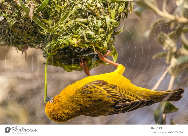 Gelber Webervogel beim Nestbau Natur Tier Sonne Frühling Schönes Wetter Baum Gras Vogel Flügel 1 Arbeit & Erwerbstätigkeit Brunft bauen rennen hängen Erfahrung