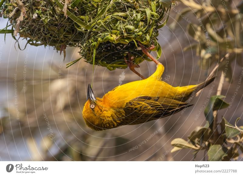 Gelber Webervogel beim Nestbau Natur Tier Frühling Schönes Wetter Baum Gras Vogel Flügel 1 braun gelb grün orange Entschlossenheit Erfahrung Häusliches Leben