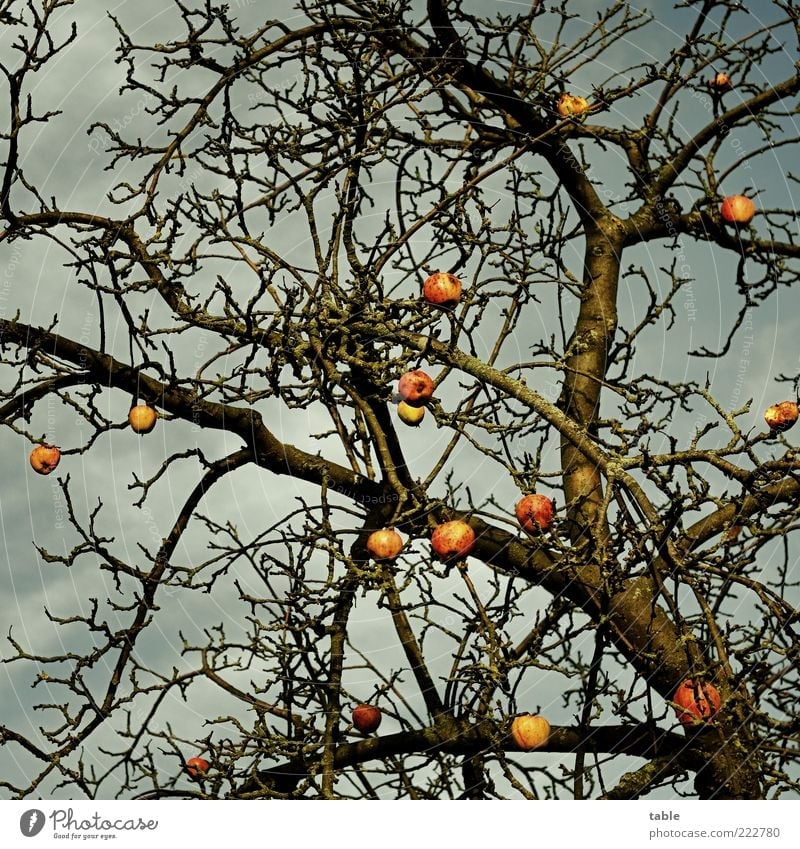 Winterapfel Frucht Apfel Umwelt Natur Pflanze Himmel Herbst Wetter Baum Apfelbaum Baumstamm Ast Zweig alt hängen Wachstum dunkel natürlich Vergänglichkeit