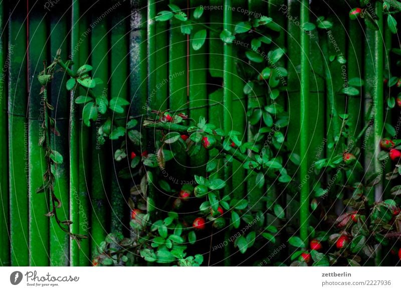 Grünes Grün streichen bemalt mehrfarbig Farbe Farbstoff Garten Menschenleer Pflanze Tagger Textfreiraum Wachstum Hecke Ranke Blatt Zaun Nachbar Stadt Kulisse