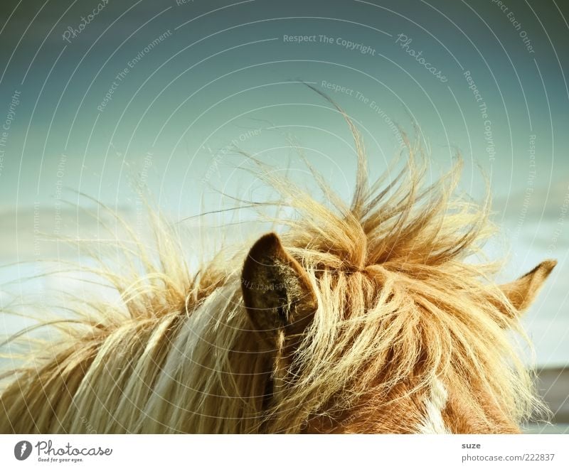 Kopfüberhals Tier Wetter Wind Wildtier Pferd 1 wild Island Ponys Mähne Ohr hören Wachsamkeit Farbfoto mehrfarbig Außenaufnahme Menschenleer Textfreiraum links