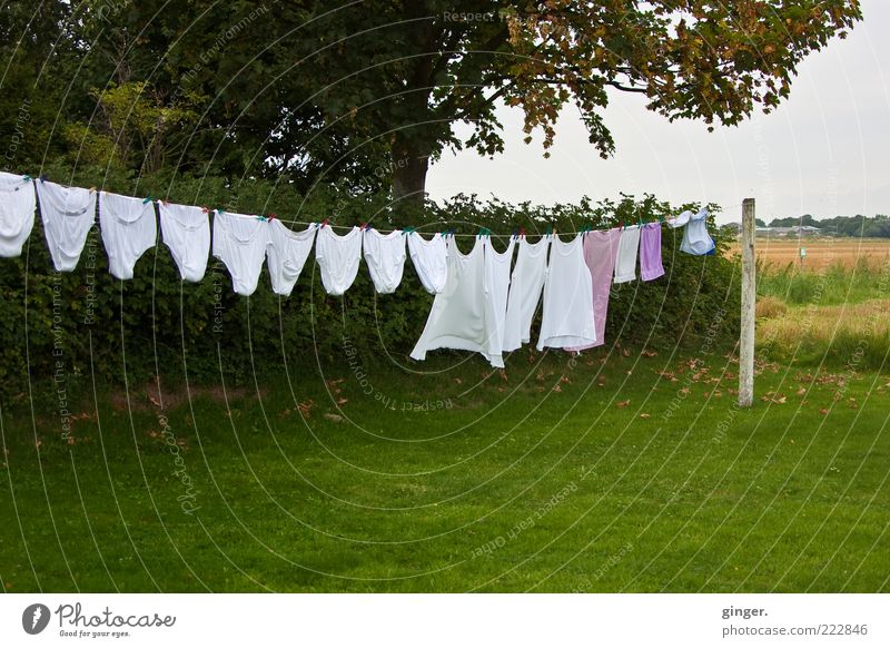 Wäsche XXL Sommer Wind Baum Gras Sträucher Garten Bekleidung Unterwäsche hängen grün weiß Wäscheleine trocknen gewaschen Sauberkeit groß Pfosten Unterhose