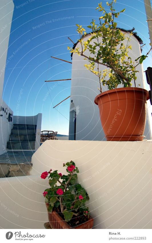 Griechisches Still Pflanze Sommer Schönes Wetter Dorf Windmühle Mauer Wand Sehenswürdigkeit entdecken blau weiß Lebensfreude Topfpflanze Farbfoto Außenaufnahme