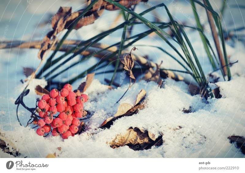 Vogelbeere auf dem Schnee Natur Winter Gras Coolness kalt Farbfoto Außenaufnahme Makroaufnahme Menschenleer Morgen