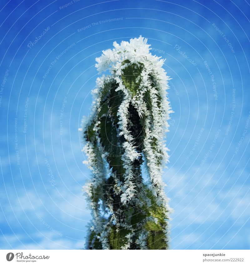 Erogene Zone Natur Himmel Wolken Winter Pflanze Grünpflanze blau grün weiß Gefühle skurril kalt Eis Frost Farbfoto Außenaufnahme Menschenleer Textfreiraum links