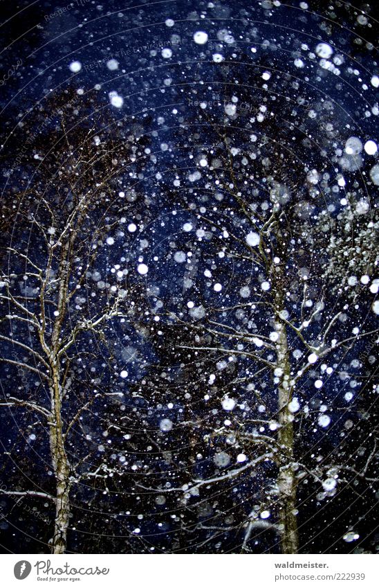 Schnee, immer nur Schnee... schlechtes Wetter Schneefall Baum Wald ästhetisch Vorfreude Schneeflocke Winter Farbfoto Außenaufnahme Experiment abstrakt Nacht