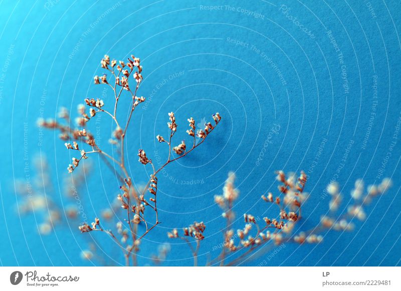 trockene Blumen auf blauem Hintergrund Lifestyle Wellness harmonisch Wohlgefühl Zufriedenheit Sinnesorgane Erholung ruhig Meditation Umwelt Pflanze Urelemente