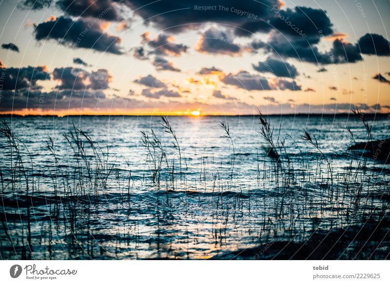 Sonnenuntergang am Meer Natur Landschaft Urelemente Wasser Himmel Wolken Horizont Schönes Wetter Gras Sträucher Wellen Küste Ostsee frei Unendlichkeit
