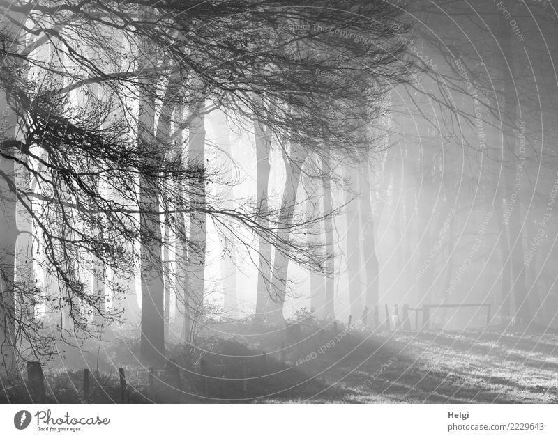 kalter Wintermorgen Umwelt Natur Landschaft Nebel Eis Frost Pflanze Baum Gras Wiese Wald leuchten stehen Wachstum ästhetisch außergewöhnlich natürlich grau