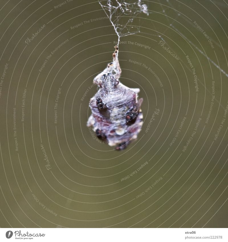 versammlung Tier Ekel Fliege Spinnennetz Insekt gefangen Farbfoto Außenaufnahme Nahaufnahme Detailaufnahme Makroaufnahme Textfreiraum links Textfreiraum unten