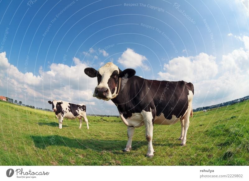 zwei Kühe auf der grünen Weide am sonnigen Tag Sommer Natur Landschaft Himmel Wolken Schönes Wetter Gras Wiese Nutztier Kuh hell niedlich blau Rind Fischauge