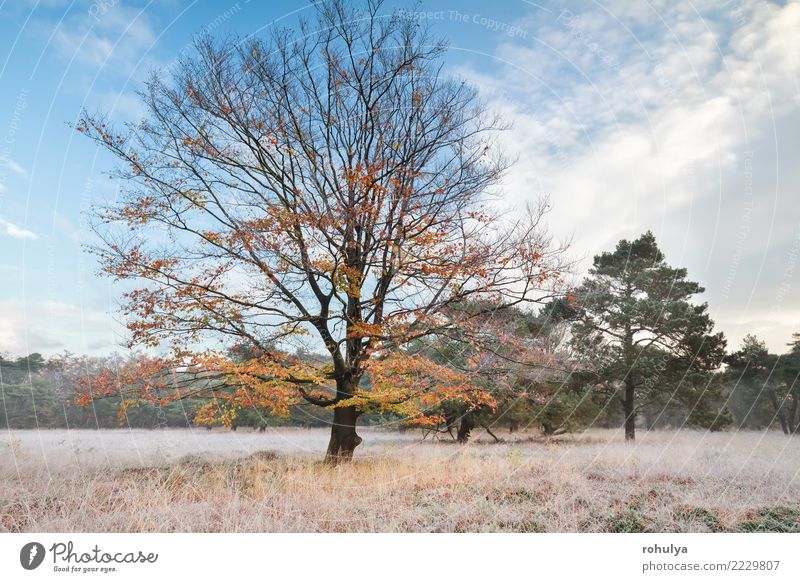 Herbstbuchenbaum im Morgenfrost Winter Natur Landschaft Himmel Wetter Schönes Wetter Eis Frost Schnee Baum Gras Wiese wild blau gelb Gelassenheit Buchsbaum