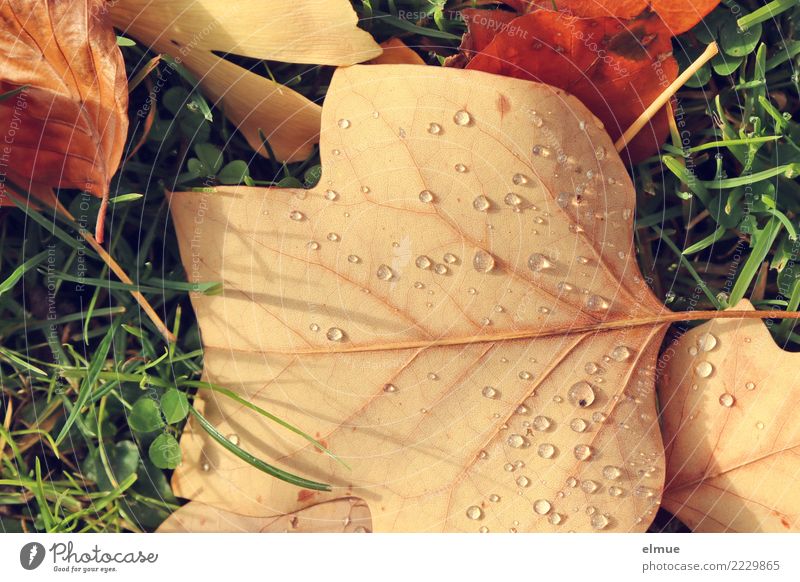 Herbst, geperlt Umwelt Natur Wassertropfen Schönes Wetter Gras Blatt Herbstlaub nass Perle perlen Park liegen ästhetisch hell Vorfreude Warmherzigkeit Romantik
