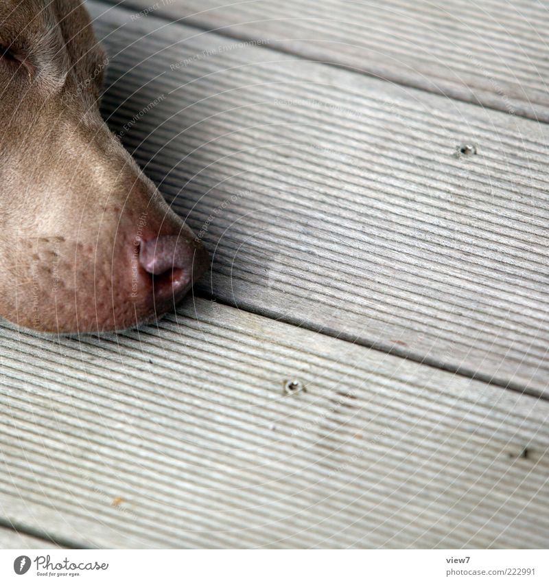 spürnase Tier Haustier Hund Tiergesicht 1 Holz Linie Streifen atmen Denken liegen schlafen träumen warten ästhetisch authentisch dünn einfach kalt nah positiv