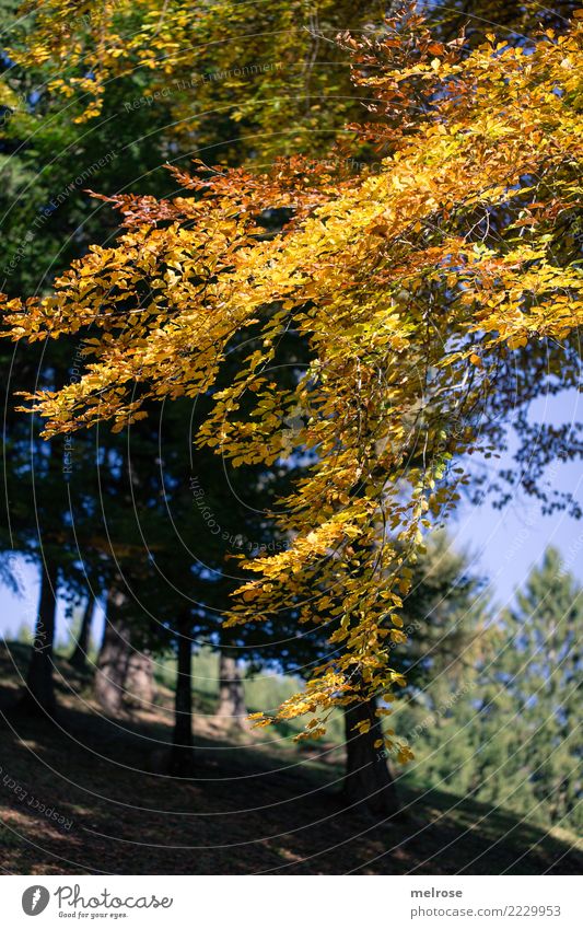 Goldner Herbst Ausflug wandern Natur Landschaft Erde Himmel Sonnenlicht Schönes Wetter Baum Blätter Waldboden Farbe leuchtende Farben herbstlich Lichteinfall
