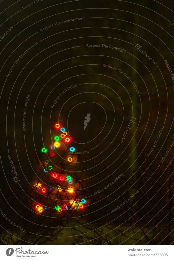 Leuchte, kleiner Weihnachtsbaum! Baum ästhetisch kalt Vorfreude Lichterkette Lichterscheinung Spiegellinsenobjektiv (Effekt) Farbfoto mehrfarbig Außenaufnahme