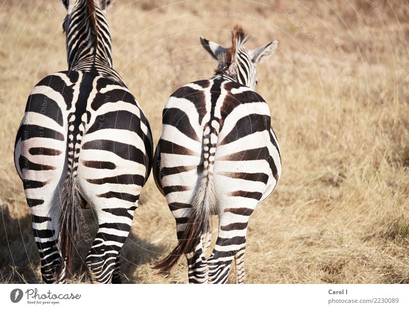 Nette Aussichten Ferien & Urlaub & Reisen Ausflug Abenteuer Freiheit Safari Sommerurlaub Natur Landschaft Tier Wildtier Fell Zebra 2 Tierpaar Fährte beobachten