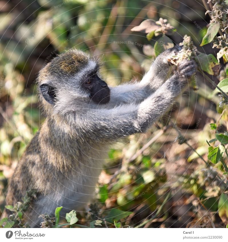 Einmal zum Mitnehmen, bitte Ferien & Urlaub & Reisen Tourismus Ausflug Ferne Safari Baby Natur Wald Urwald Wildtier Tiergesicht Fell Affen 1 Tierjunges Essen
