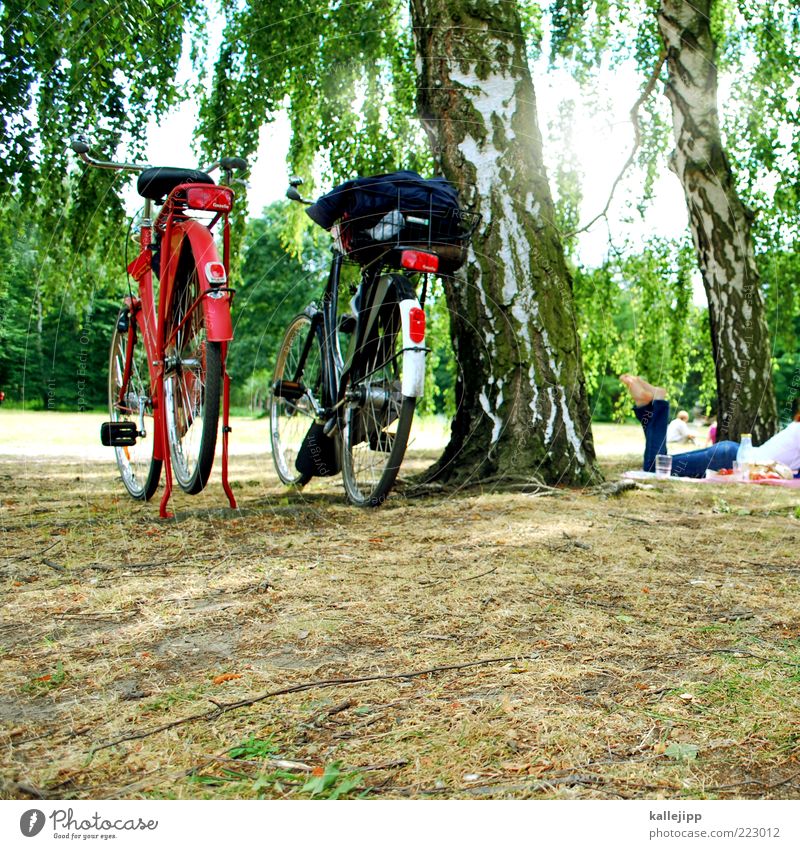 ein picknick im park Ferien & Urlaub & Reisen Tourismus Ausflug Fahrradtour Sommer Sommerurlaub Sonne Sonnenbad Frau Erwachsene 1 Mensch Klima Wetter