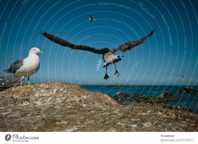 möwenpic Umwelt Luft Wasser Wolkenloser Himmel Sommer Schönes Wetter Seeufer Meer Tier Vogel Tiergruppe fliegen elegant Fernweh Marokko Essaouira Möwe Felsen
