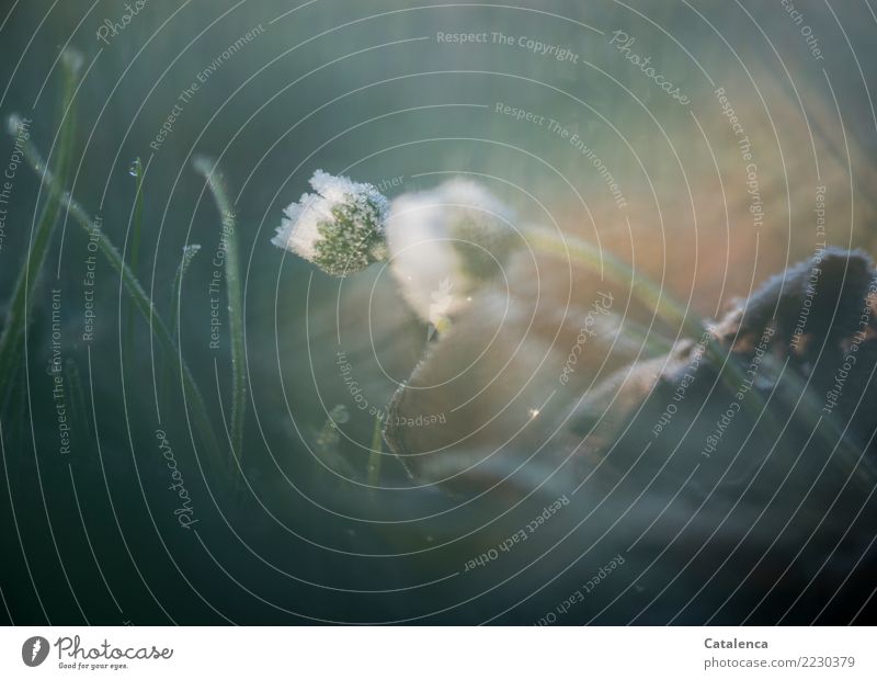 Überraschend kalt, mit Frost bedeckte Gänseblümchen Natur Pflanze Winter Eis Blume Gras Blatt Blüte Raureif Garten Eiskristall Blühend frieren verblüht frisch