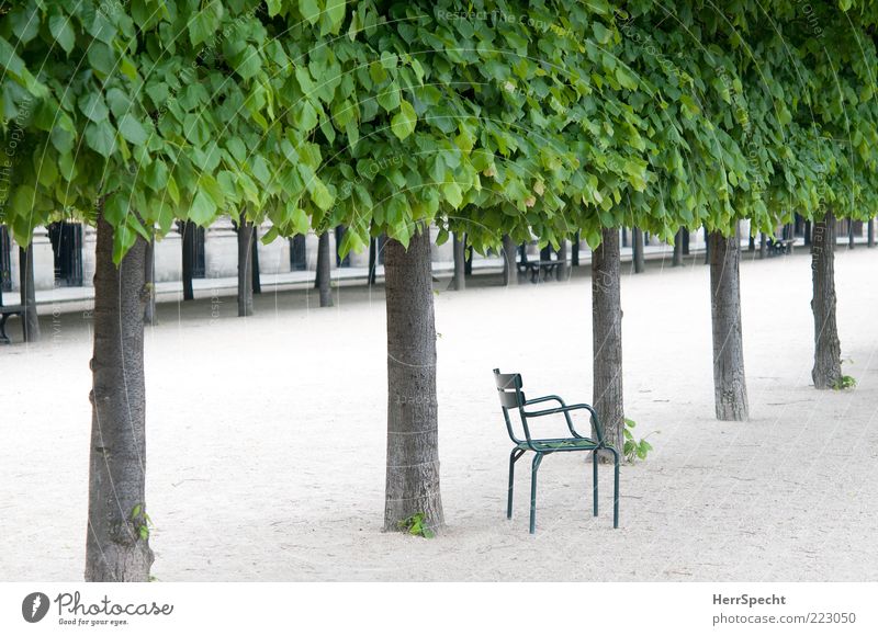 Für Einzelsitzer Sommer Pflanze Blatt Grünpflanze Baumstamm Park Paris Sehenswürdigkeit Palais Royal Holz Metall warten grau grün Traurigkeit Müdigkeit